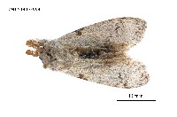 藏品(尖翅蛾科)的圖片